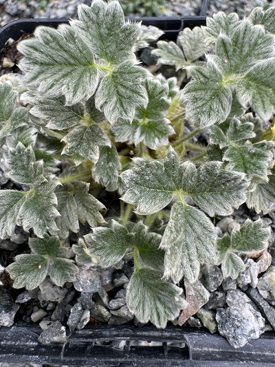 Potentilla pulvinaris